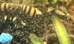 Photo 3 of 4 assassin snails