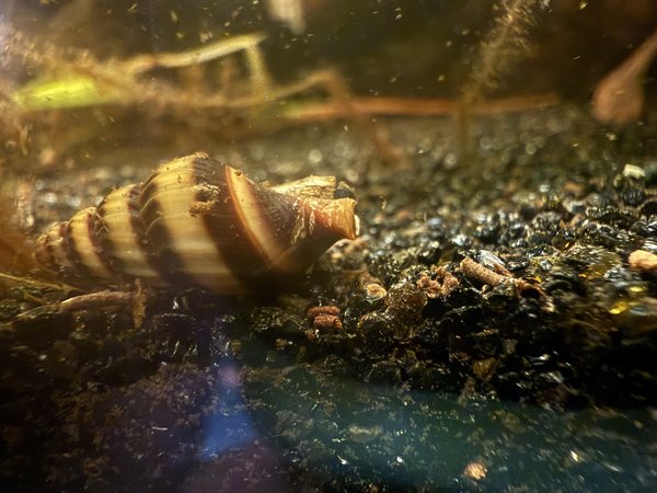 4 assassin snails