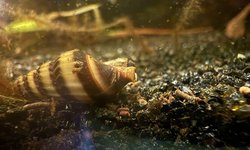 4 assassin snails
