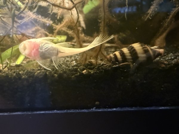 4 assassin snails