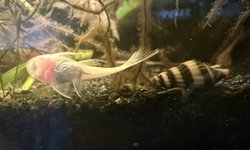 Photo 2 of 4 assassin snails