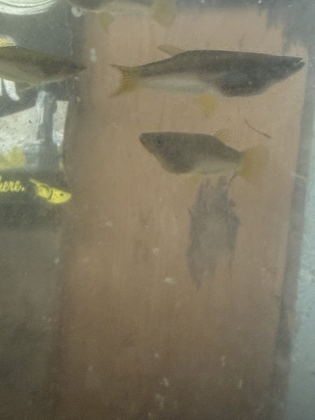 5 knife live bearers (Alfaro cultratus)