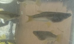 5 knife live bearers (Alfaro cultratus)
