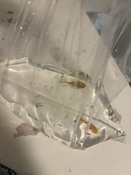 Juvenile albino Pleco