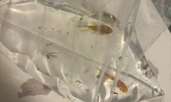 Juvenile albino Pleco