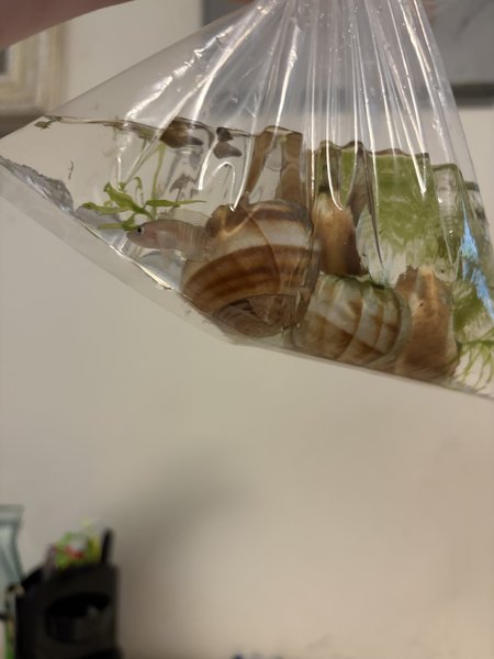 Neo multies with shells