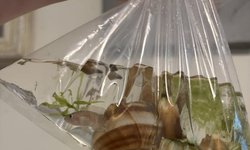 Neo multies with shells