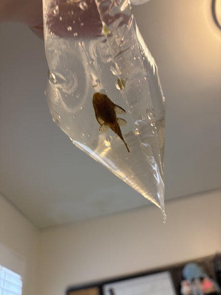 Brown bristle nose juvenile