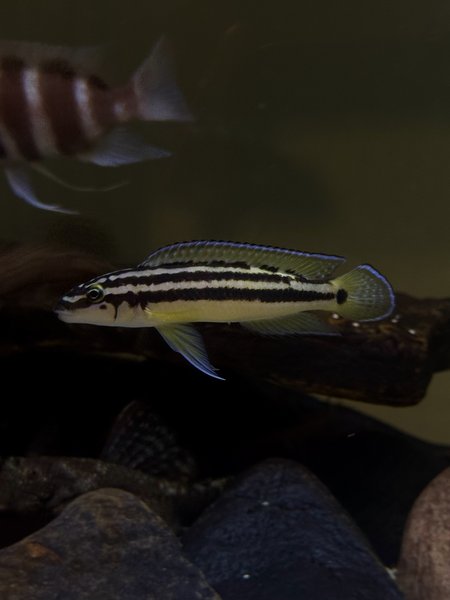 6 Julidochromis ornatus 1”