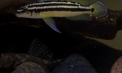 6 Julidochromis ornatus 1”