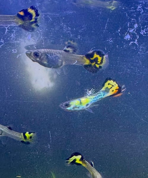6 assorted fancy guppies 1”