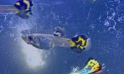 6 assorted fancy guppies 1”