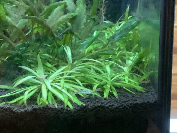 Helanthium Bolivianum 'Quadricostatus'