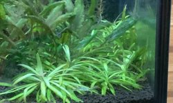 Helanthium Bolivianum 'Quadricostatus'
