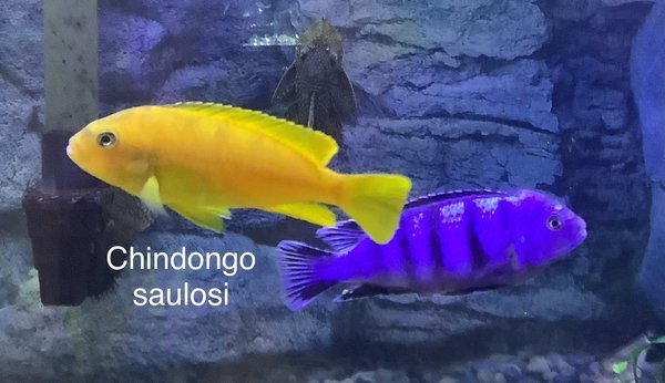 Chindongo saulosi