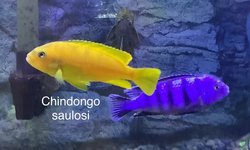 Chindongo saulosi