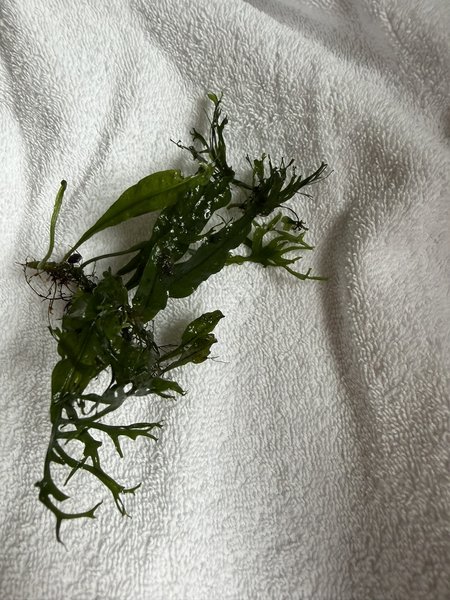 Windelov java fern