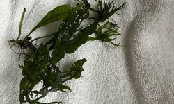 Windelov java fern