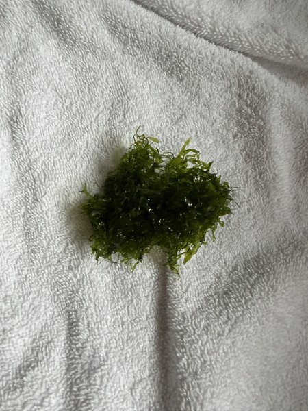 Süsswassertang