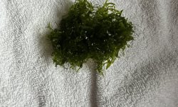 Süsswassertang
