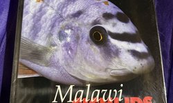Malawi cichlids.  Ad Konings