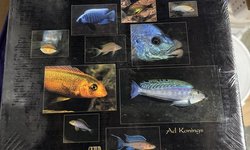Celebrating cichlids. Ad Konings