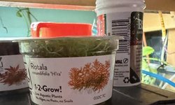 Rotala rotondifolia H’ra