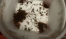 Black worm starter culture