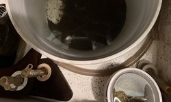 Photo 2 of Black worm starter culture
