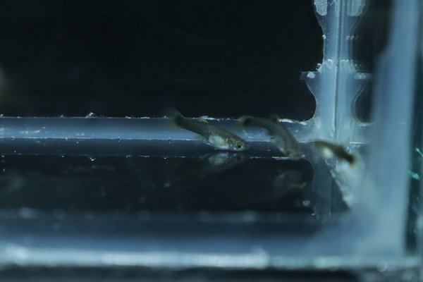 8 juvenile guppies from breeding project