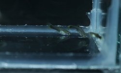 Photo 3 of 8 juvenile guppies from breeding project
