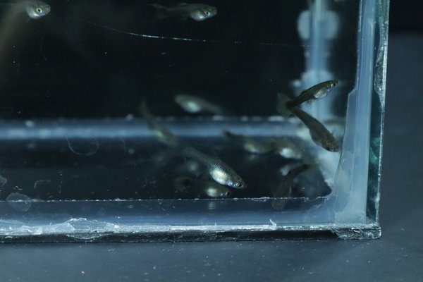 8 juvenile guppies from breeding project