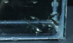 Photo 4 of 8 juvenile guppies from breeding project