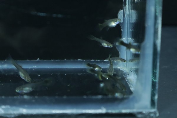 8 juvenile guppies from breeding project