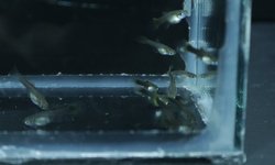 Photo 5 of 8 juvenile guppies from breeding project