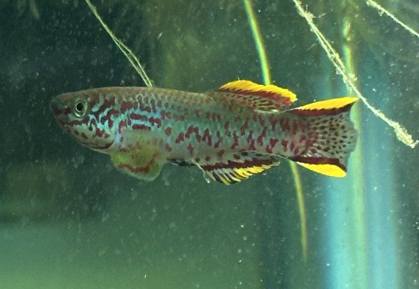Male