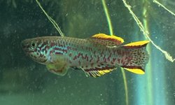 Gardneri Killifish Pair