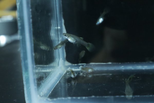 8 juvenile guppies from breeding project
