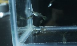 Photo 6 of 8 juvenile guppies from breeding project