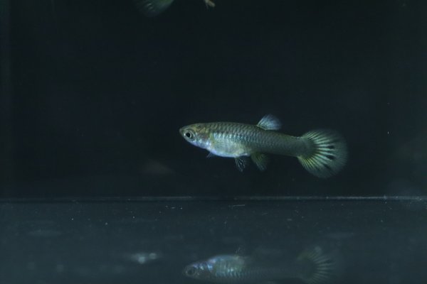 6 juvenile guppies from breeding project