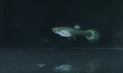 Photo 6 of 6 juvenile guppies from breeding project