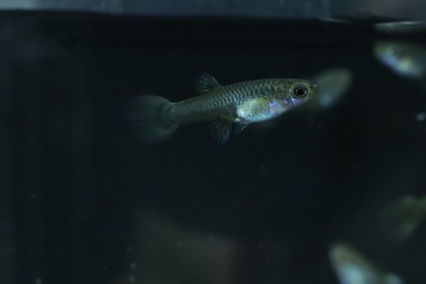 6 juvenile guppies from breeding project