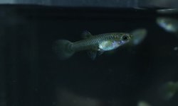 Photo 5 of 6 juvenile guppies from breeding project