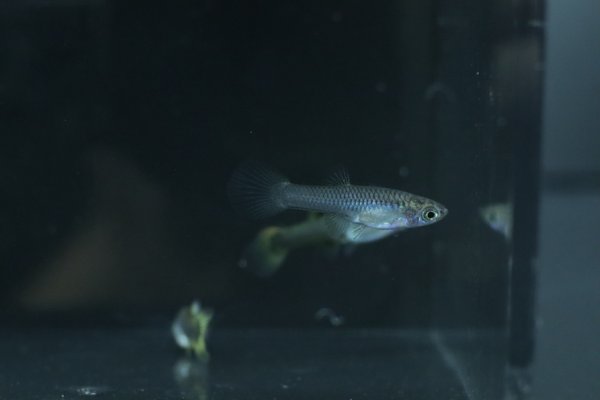 6 juvenile guppies from breeding project