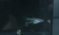 Photo 4 of 6 juvenile guppies from breeding project