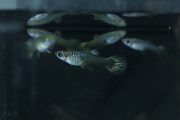 6 juvenile guppies from breeding project