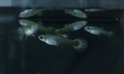 Photo 3 of 6 juvenile guppies from breeding project