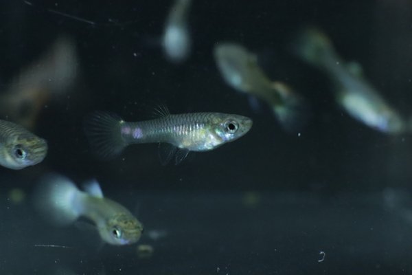 5 juvenile guppies from breeding project