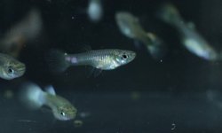 Photo 3 of 5 juvenile guppies from breeding project