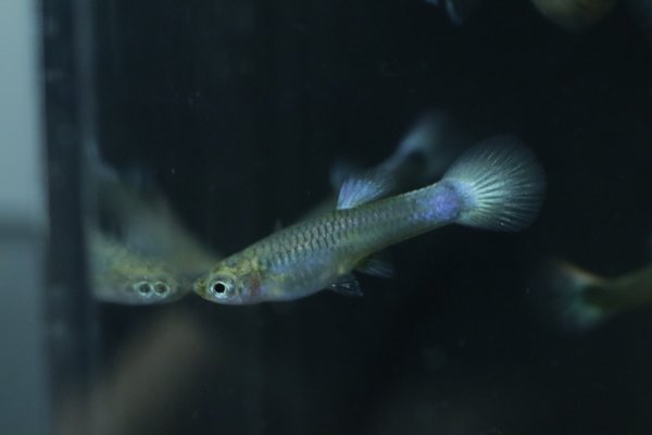 5 juvenile guppies from breeding project